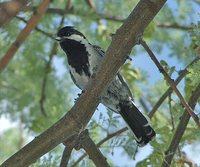 Ashy Tit - Melaniparus cinerascens