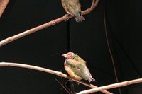 Gouldian Finch - Chloebia gouldiae