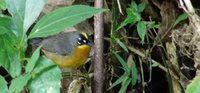 Fan-tailed Warbler - Euthlypis lachrymosa