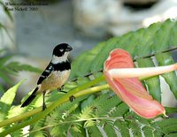 White-collared Seedeater - Sporophila torqueola