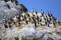 King (Rough-faced) Shag (Leucocarbo carunculatus)