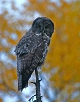 Great Gray Owl