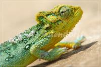 Drakensberg dwarf chameleon, Bradypodion dracomontanum