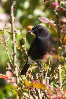 Pied bushchat