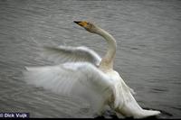 Whooper swan, Cygnus cygnus