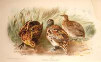 LITTLE BUTTON QUAIL ( TURNIX DUSSUMIERI)