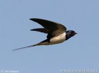 Vlastovka obecna (Hirundo rustica)