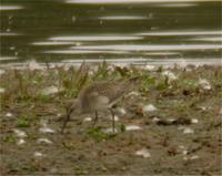 Curlew Sandpiper at Venus Pool 9th September (Jim Almond)