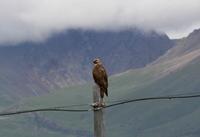 Upland buzzard Buteo hemilasius2