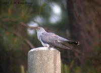 Common Cuckoo Cuculus canorus 뻐꾸기