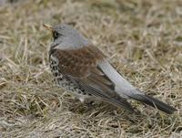 Fieldfare (Turdus pilaris)