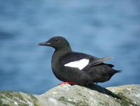 Black Guillemot (Cepphus grylle)