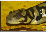 : Ambystoma mavortium; Barred Tiger Salamander