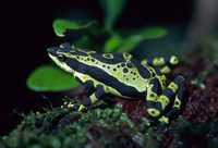 : Atelopus spumarius