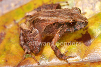 : Craugastor bransfordii