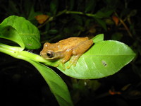 : Dendropsophus branneri