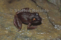: Eleutherodactylus zongoensis