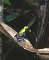 : Mantella laevigata