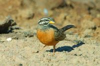 : Emberiza tahapisi; Cinnamon-breasted Bunting