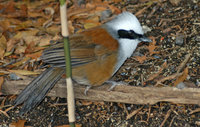 : Garrulax leucolophus; White-crested Laughing Thrush