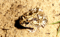 : Tomopterna krugerensis; Knocking Sand Frog
