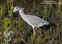 : Nyctanassa violacea; Yellow-crowned Night-heron