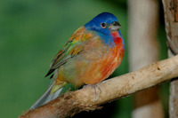 : Passerina ciris; Painted Bunting