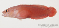 : Suttonia lineata