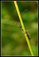 : Agapanthia villosoviridescens