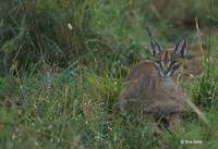 : Caracal caracal; Caracal, Caracal Lynx