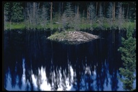 : Castor canadensis; Beaver