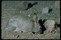 : Sylvilagus audubonii; Desert Cottontail