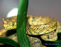 : Atheris ceratophora; Usumbara Horned Bush Viper