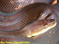 : Liasis mackloti mackloti; Macklot's Python