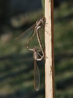 : Sympecma fusca; Common Winter Damsel