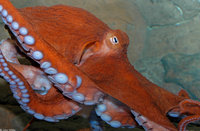 : Octopus dofleini; Giant Pacific Octopus