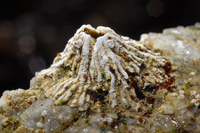 : Tetraclita rubescens; Volcano Barnacle