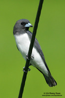 White-breasted Wood-swallow Scientific name - Artamus leucorynchus