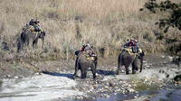 Elephant ride in Corbett