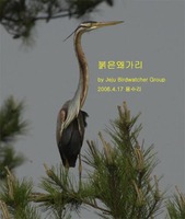 붉은왜가리Purple Heron