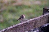 Taiga Flycatcher at Dales Lees - Tony Gerrard