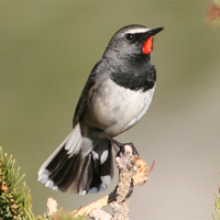 Himalayan Rubythroat