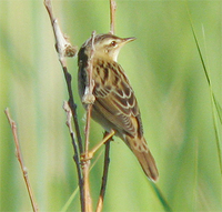 Pallas's Grasshopper-warbler