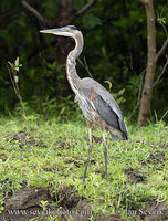 Photo of volavka velká Ardea herodias Great Blue Heron Kanadareiher Garza