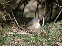 Subalpine Warbler