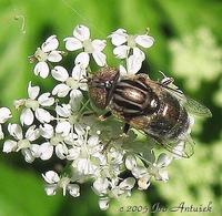 Eristalinus sepulchralis - syrphid metallic fly wing