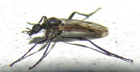 Penthetria funebris