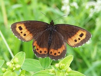 Erebia ligea - Arran Brown