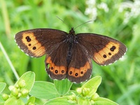 Erebia ligea - Arran Brown