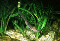 Polyodon spathula, Mississippi paddlefish: fisheries, aquarium